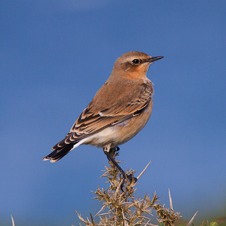 Wheatear