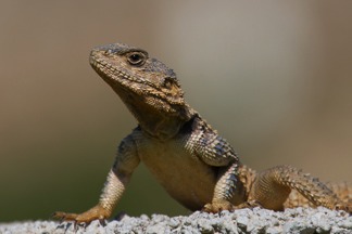 Agama Lizard