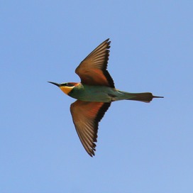 Bee-eater