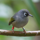 Mauritius Birds