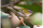 Goldcrest-Warblers