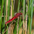 Dragonflies