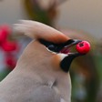 Waxwing-Dunnock