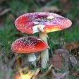 Flowers and Fungi