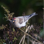 shetland2014-23.jpg