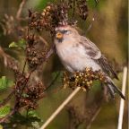 shetland2014-28.jpg