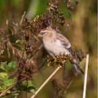 shetland2014-29.jpg