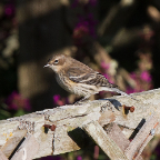 shetland2014-137.jpg