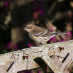 shetland2014-139.jpg