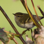 shetland2014-145.jpg