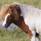 shetland2014-146.jpg