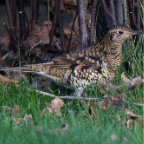 shetland2014-157.jpg