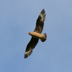 shetland2014-167.jpg