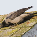 shetland2014-181.jpg