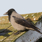 shetland2014-184.jpg