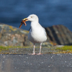 shetland2014-189.jpg