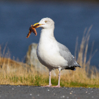 shetland2014-191.jpg