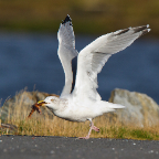 shetland2014-192.jpg