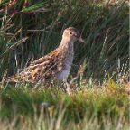 shetland2014-204.jpg