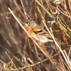 shetland2014-207.jpg