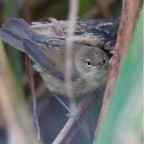 shetland2014-214.jpg