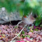 shetland2014-246.jpg