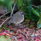 shetland2014-250.jpg