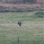 shetland2014-285.jpg