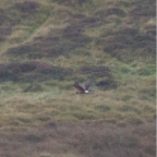 shetland2014-289.jpg