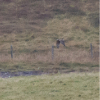 shetland2014-290.jpg