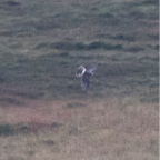 shetland2014-291.jpg