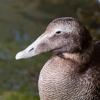 shetland2014-308.jpg