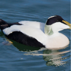 shetland2014-323.jpg