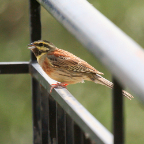 Cirl Bunting