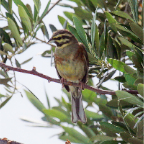 Cirl Bunting 2