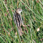 Fan Tailed Warbler