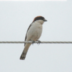 Woodchat Shrike 2