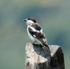 Woodchat Shrike