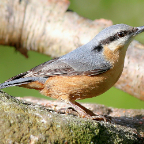 nuthatch