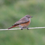 redstart1