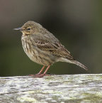 ROCKPIPIT